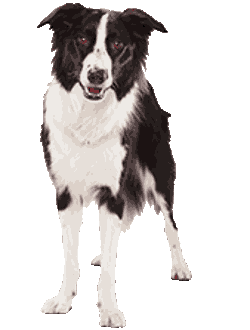 cane